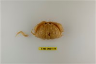 藏品(卷折饅頭蟹)的圖片